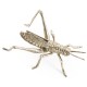 White Brass Grasshopper