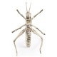 White Brass Grasshopper