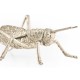 White Brass Grasshopper