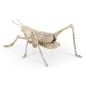 White Brass Grasshopper