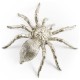 White Brass Turantula