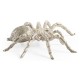 White Brass Turantula