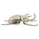 White Brass Five-Horned Rhinoceros Beetle