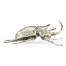 White Brass Five-Horned Rhinoceros Beetle