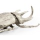 White Brass Five-Horned Rhinoceros Beetle