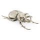 White Brass Five-Horned Rhinoceros Beetle