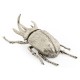 White Brass Five-Horned Rhinoceros Beetle