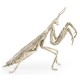 White Brass Praying Mantis