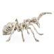 White Brass Ant