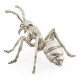 White Brass Ant