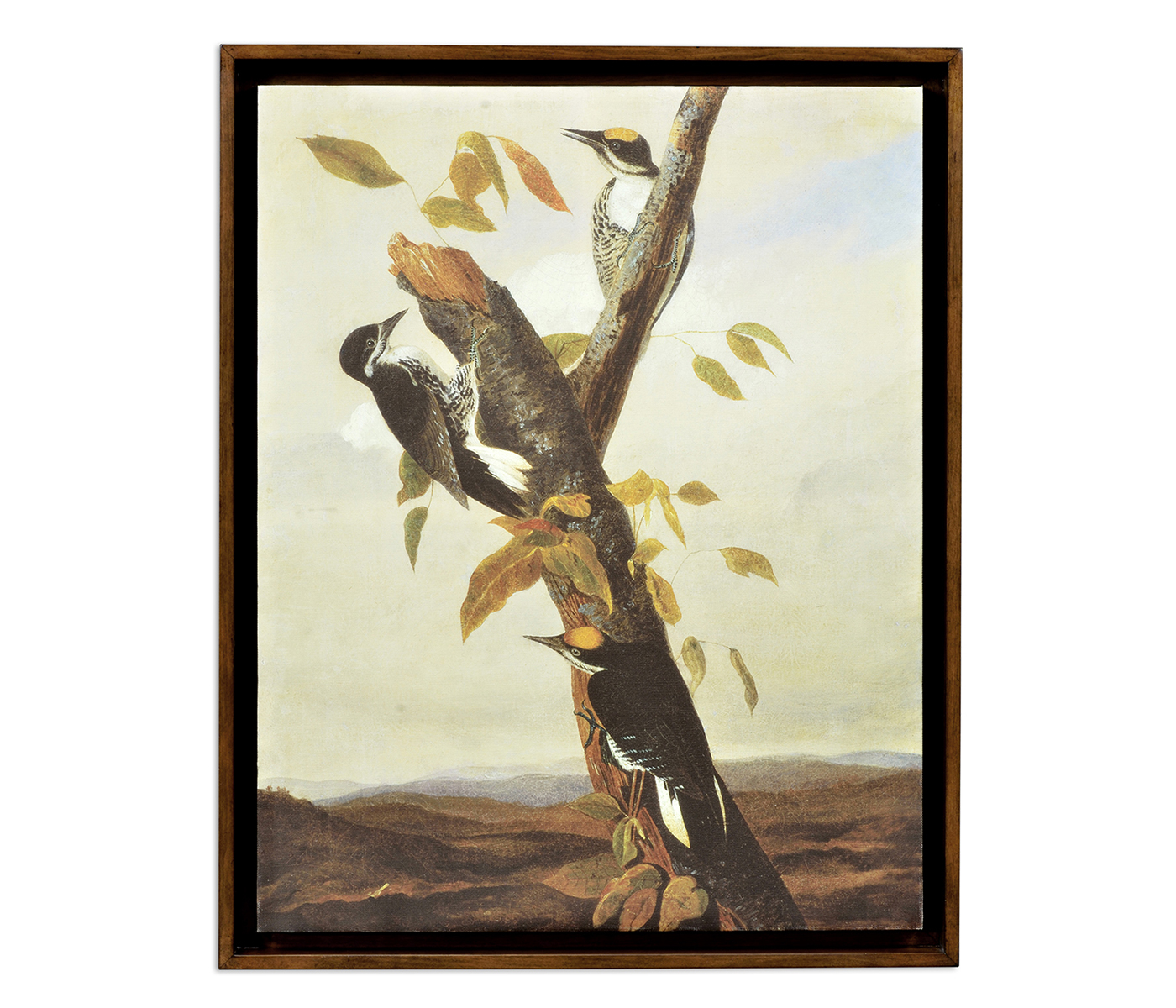 Black Backed Three Toed Woodpecker Painting on Medium Walnut Frame