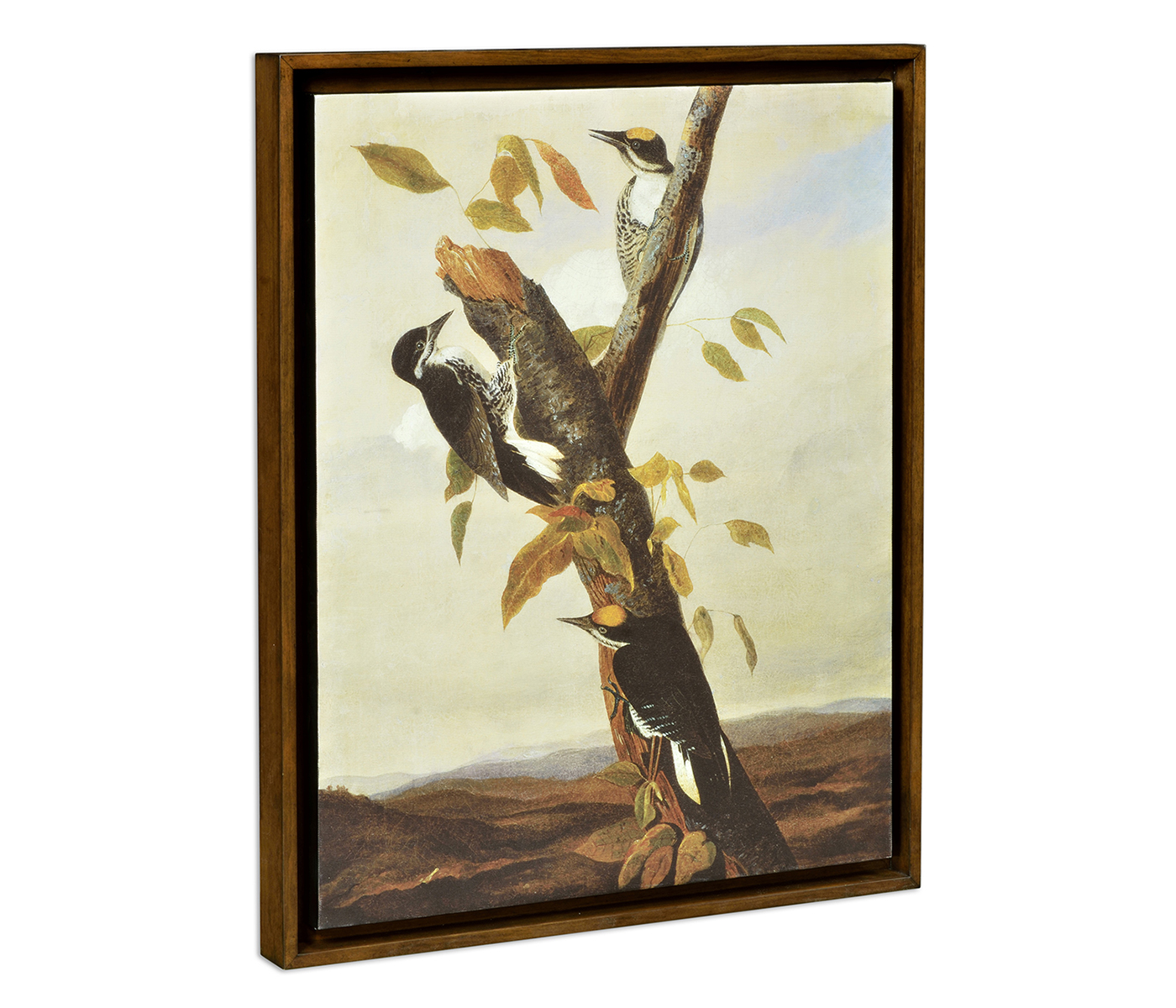 Black Backed Three Toed Woodpecker Painting on Medium Walnut Frame
