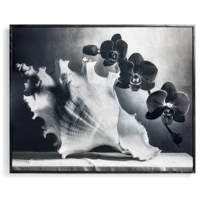 Silver Conch
