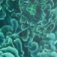 Emerald Coral