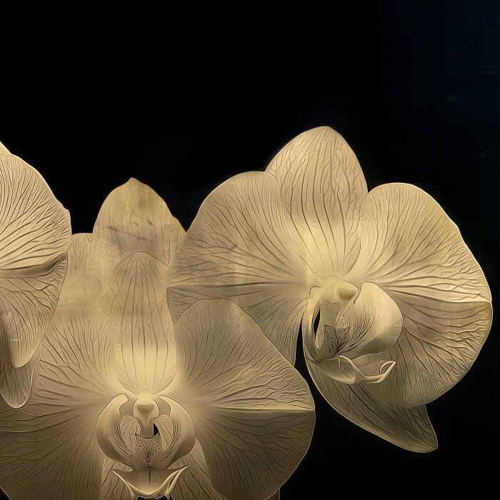 Gold Orchid
