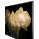 Gold Orchid