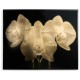 Gold Orchid