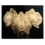Gold Orchid
