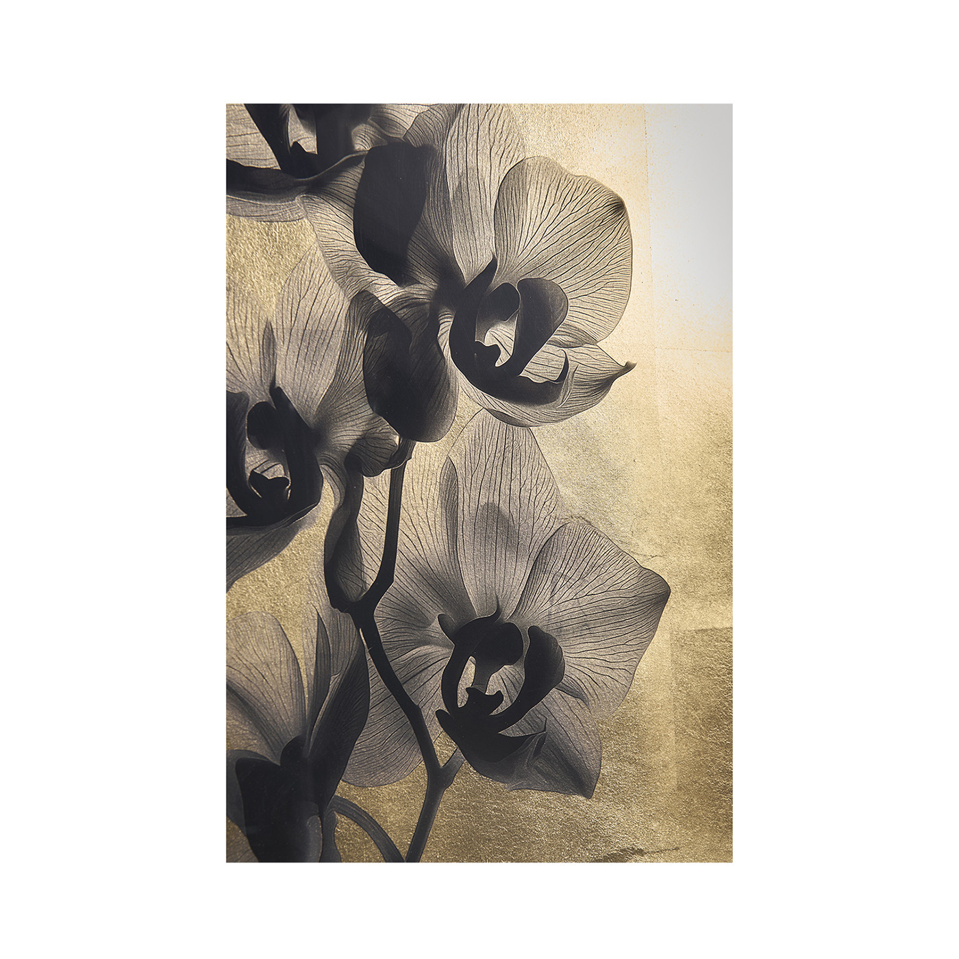 Black Orchids - Set of 2