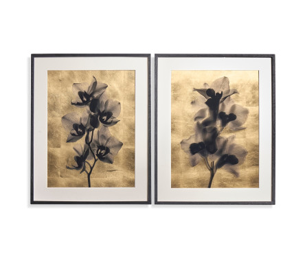 Black Orchids - Set of 2