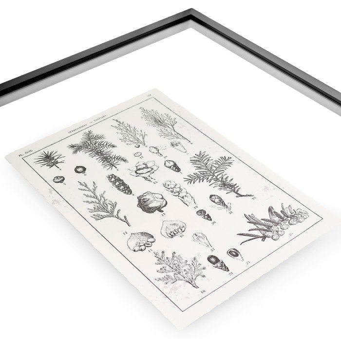 Botanica: The Art of Knowledge - Set of 4