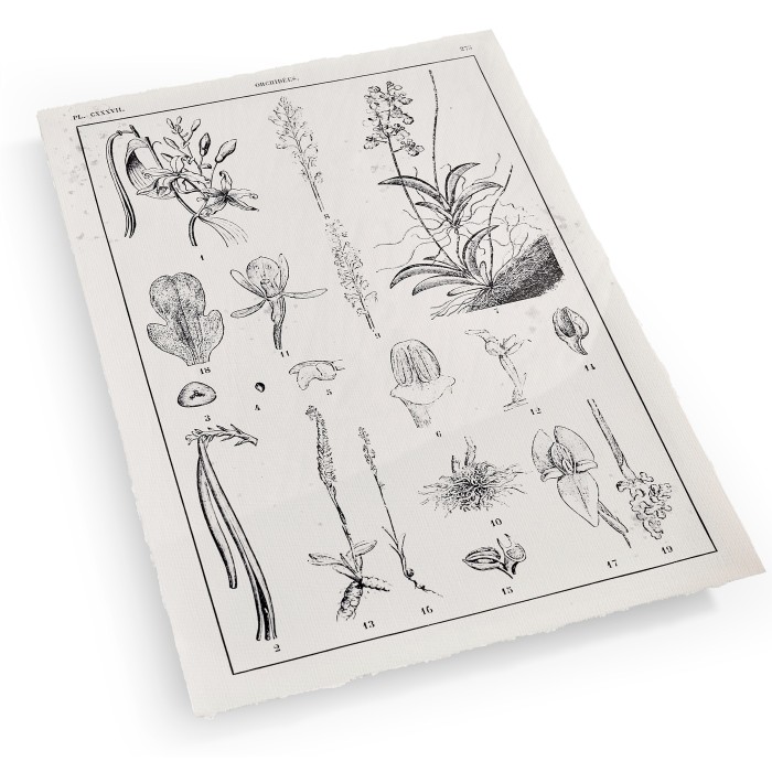 Botanica: The Art of Knowledge - Set of 4