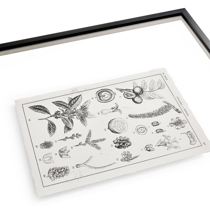 Botanica: The Art of Knowledge - Set of 4
