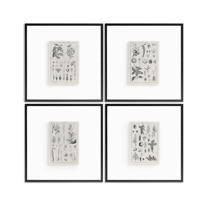 Botanica: The Art of Knowledge - Set of 4