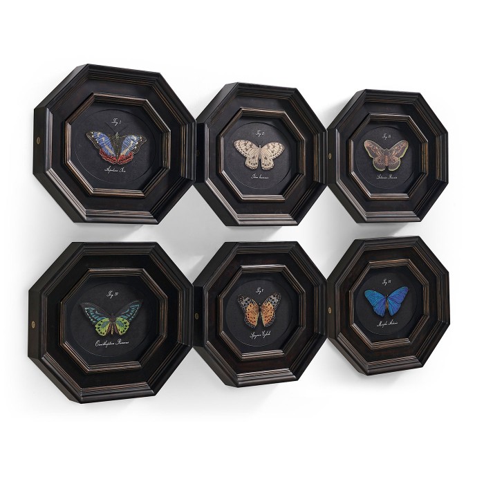 Wings of Discovery – Set of 6