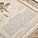 Herbal of Enlightenment - Set of 4