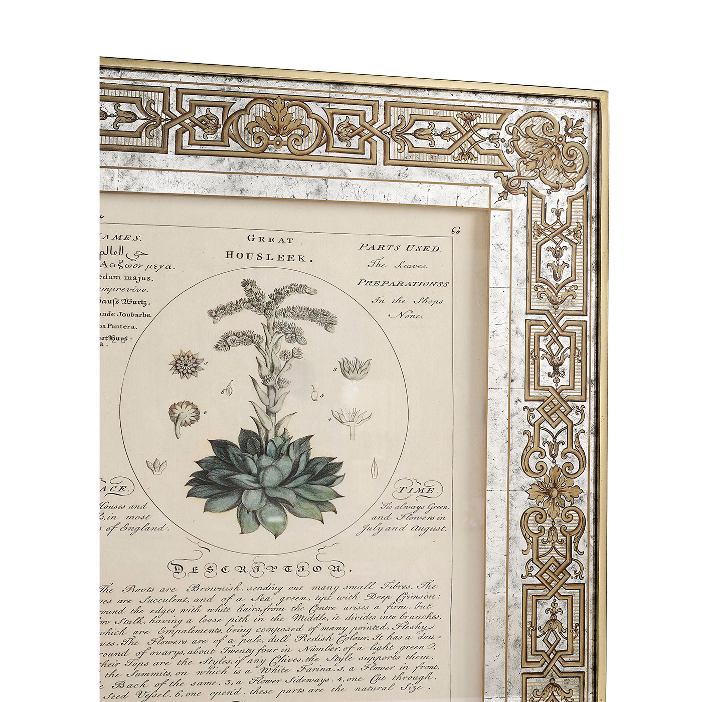 Herbal of Enlightenment - Set of 4