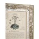 Herbal of Enlightenment - Set of 4