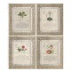 Herbal of Enlightenment - Set of 4