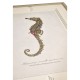 Vintage Marine Animals - Set of 4