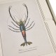 Vintage Marine Animals - Set of 4